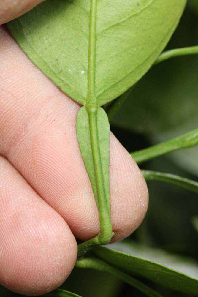              Petiole (Riverside, CA)       